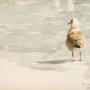 Solitary Gull by David Verdosci